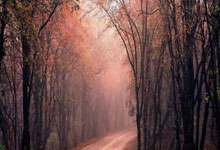 赛场闪耀,锐不可当——四川队,点燃激情,铸就辉煌